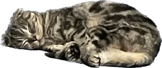 Sticker БаСиЛьДа🦍 - 7