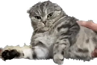 Sticker БаСиЛьДа🦍 - 3