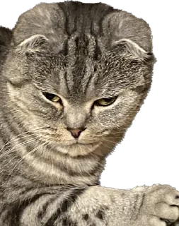 Sticker БаСиЛьДа🦍 - 0