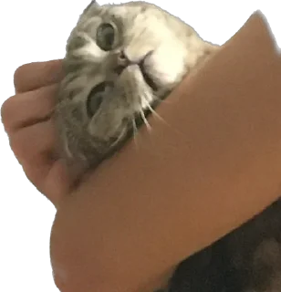 Sticker БаСиЛьДа🦍 - 6