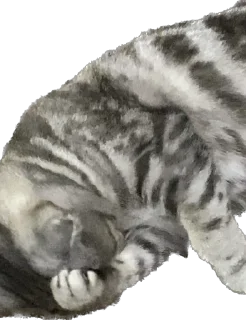 Sticker БаСиЛьДа🦍 - 8