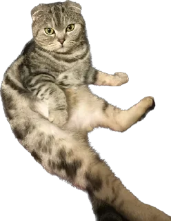 Sticker БаСиЛьДа🦍 - 1