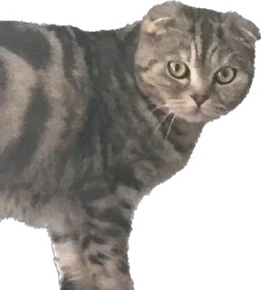 Sticker БаСиЛьДа🦍 - 10