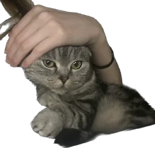 Sticker БаСиЛьДа🦍 - 11