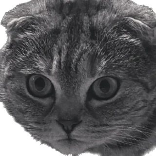 Sticker БаСиЛьДа🦍 - 5