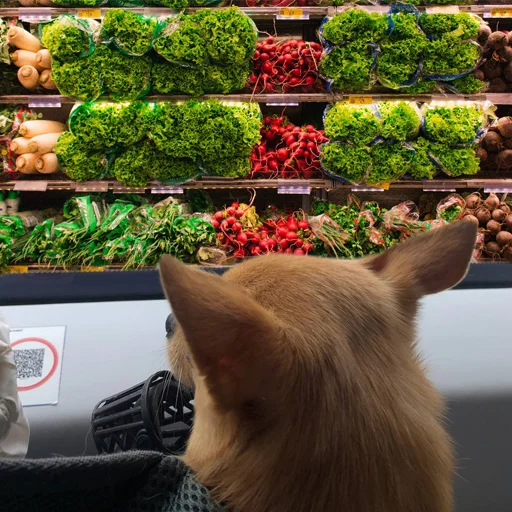 Sticker baxthebestdog - 1