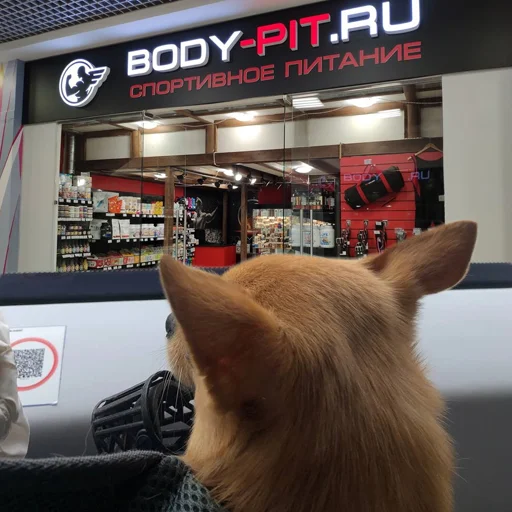 Sticker baxthebestdog - 1