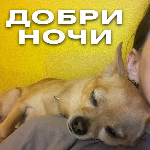 Sticker baxthebestdog - 1