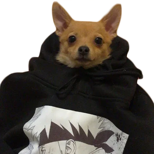 Sticker baxthebestdog - 1