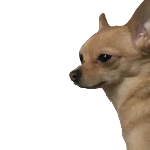 Sticker baxthebestdog - 1