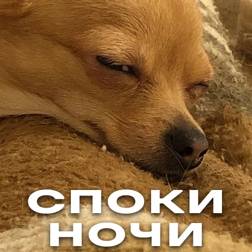 Sticker baxthebestdog - 1