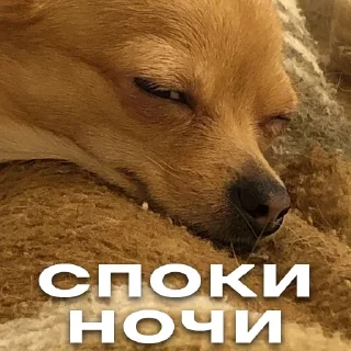 Sticker Бакс - 0