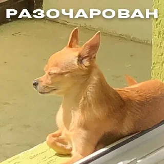 Sticker Бакс - 1