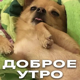 Sticker Бакс - 4