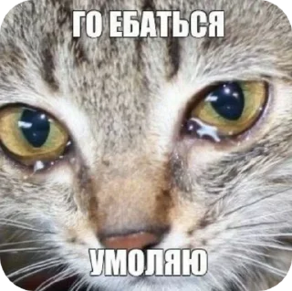 Sticker Лярва 3.0 - 5