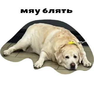 Sticker Лярва 3.0 - 2