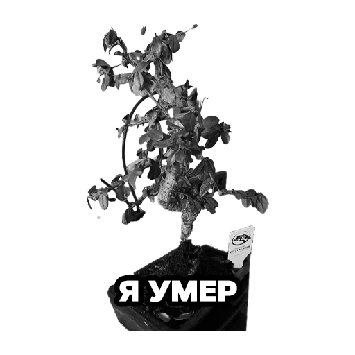 Sticker bbbbbbbpppppppmmmmm - 1