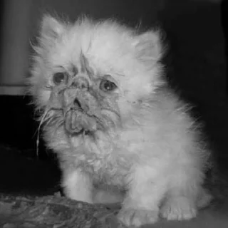 Sticker бипиэм - 3