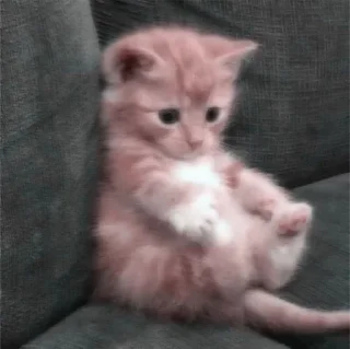 Стикер мявк<3 - 0