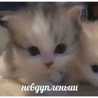 Стикер мявк<3 - 4