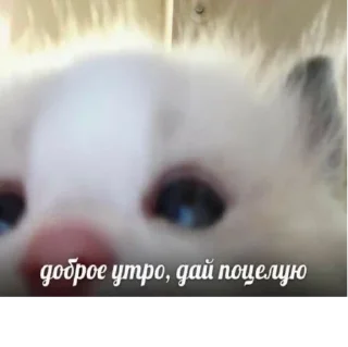 Стикер мявк<3 - 8