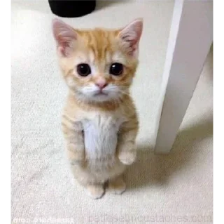 Стикер мявк<3 - 5