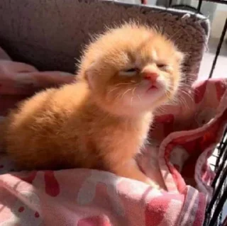 Стикер мявк<3 - 7