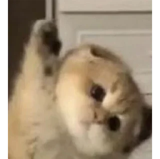 Стикер мявк<3 - 2