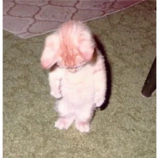 Стикер мявк<3 - 9