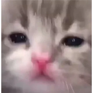 Стикер мявк<3 - 10