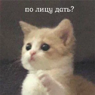 Стикер мявк<3 - 6