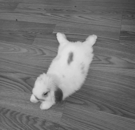 млекопитающее животное кролик