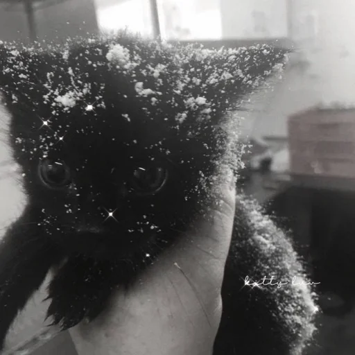 черно-белый млекопитающее чёрный