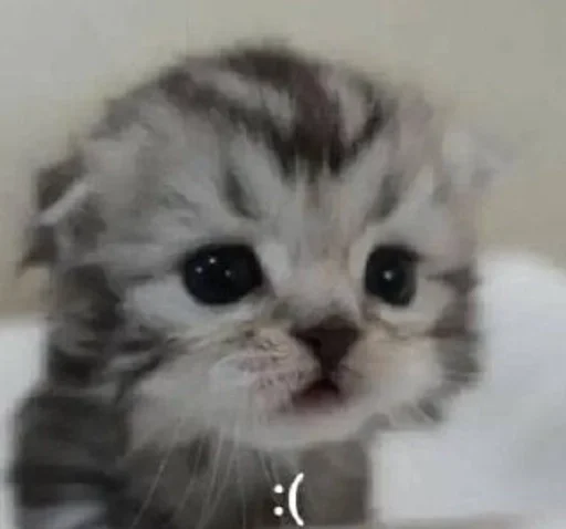 млекопитающее кошка животное