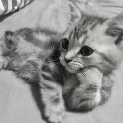 животное млекопитающее кошка