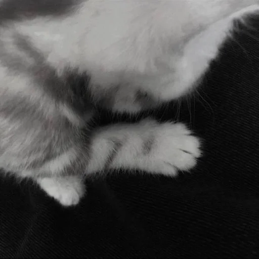 животное млекопитающее черно-белый