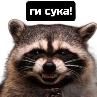 Sticker Єнот🦝 - 10