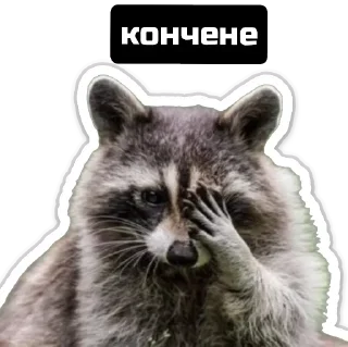 Sticker Єнот🦝 - 2