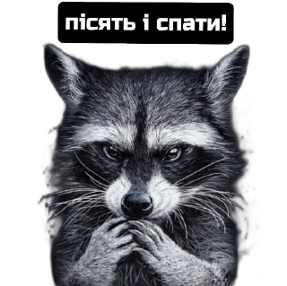 Sticker Єнот🦝 - 6