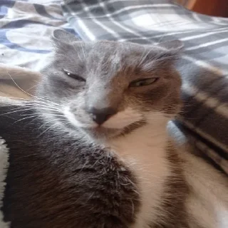 Sticker @kpopCatMagazine - 6