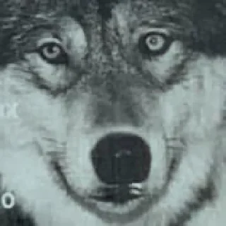 Sticker @kpopCatMagazine - 8