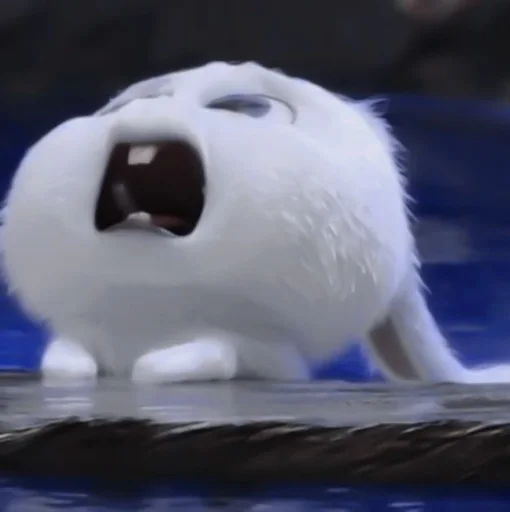 animal mammal rabbit