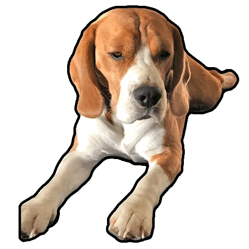 Стикер beagle_gucci - 1