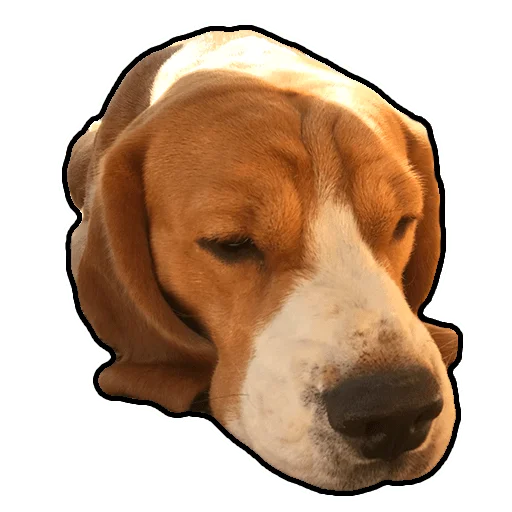 Стикер beagle_gucci - 1