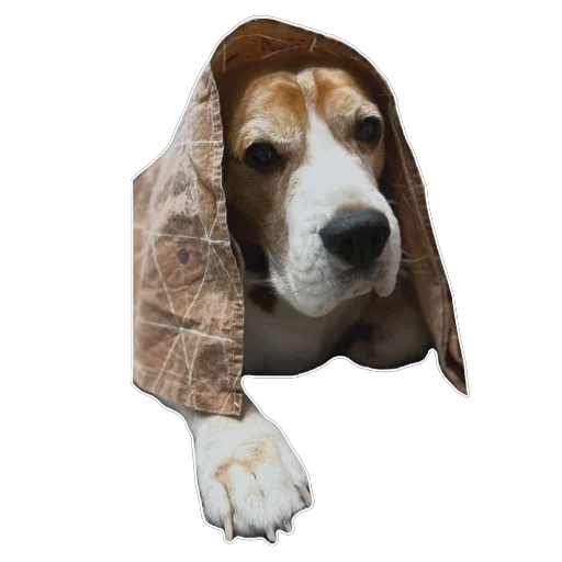Стикер beagle_gucci - 1