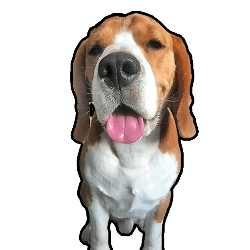 Бигль Гучи - 