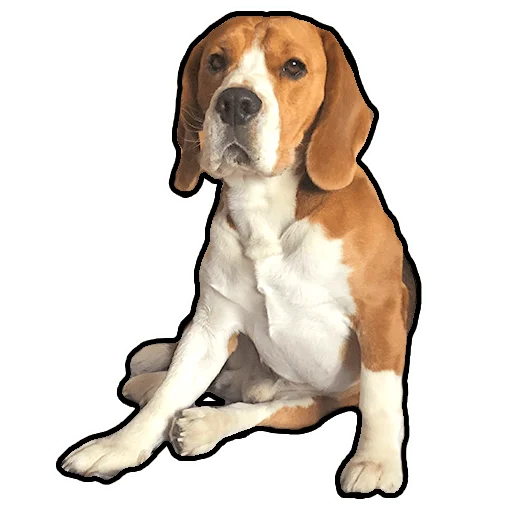 Стикер beagle_gucci - 1