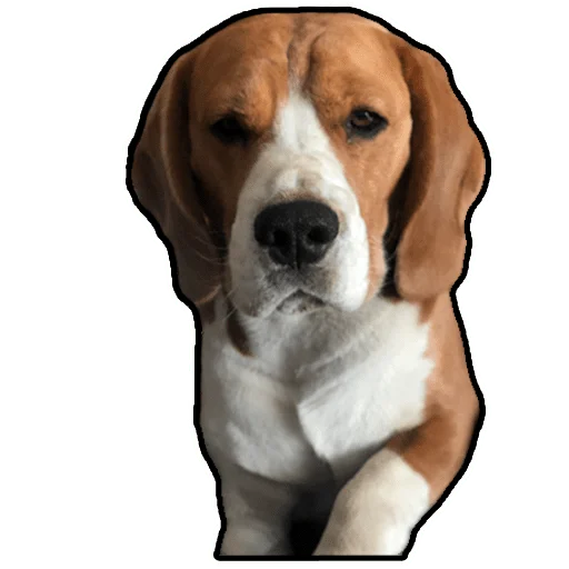 Стикер beagle_gucci - 1