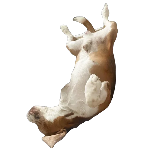 Стикер beagle_gucci - 1