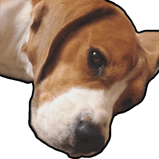 Стикер beagle_gucci - 1